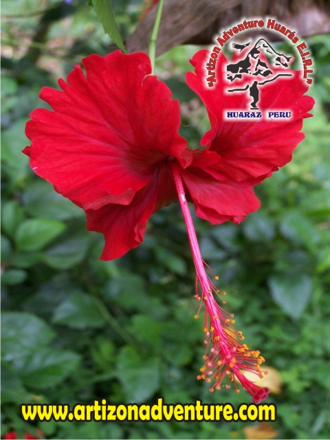 Amazonas Selva Iquitos - Loreto